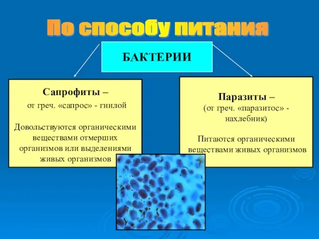 По способу питания БАКТЕРИИ Сапрофиты – от греч. «сапрос» - гнилой Довольствуются