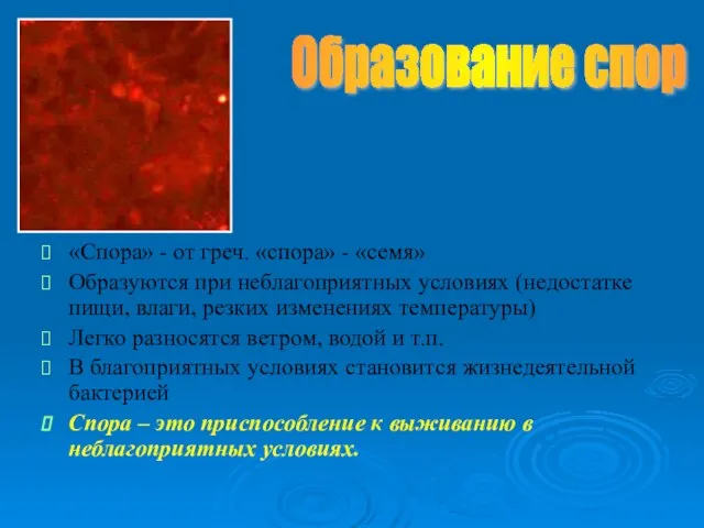 Образование спор «Спора» - от греч. «спора» - «семя» Образуются при неблагоприятных