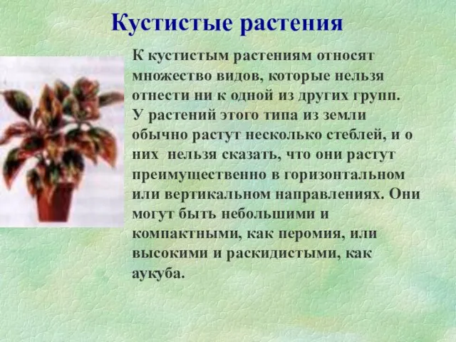 Кустистые растения К кустистым растениям относят множество видов, которые нельзя отнести ни