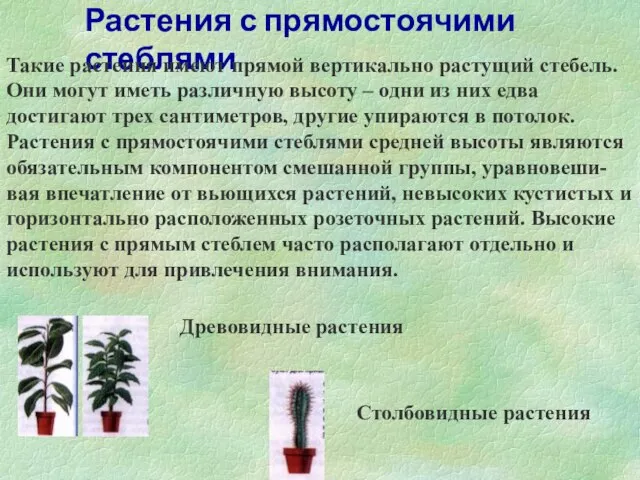 Растения с прямостоячими стеблями Такие растения имеют прямой вертикально растущий стебель. Они