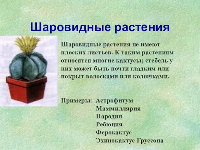 Шаровидные растения Шаровидные растения не имеют плоских листьев. К таким растениям относятся