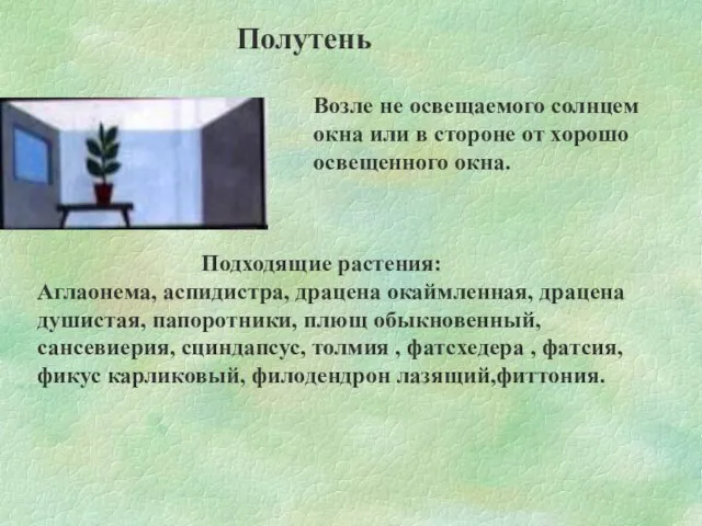 Полутень Возле не освещаемого солнцем окна или в стороне от хорошо освещенного