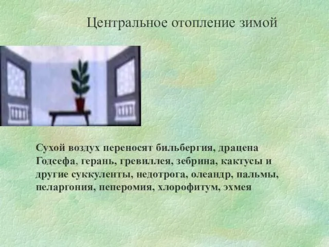 Центральное отопление зимой Сухой воздух переносят бильбергия, драцена Годсефа, герань, гревиллея, зебрина,