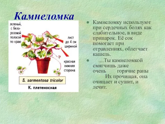 Камнеломка Камнеломку используют при сердечных болях как слабительное, в виде припарок. Её