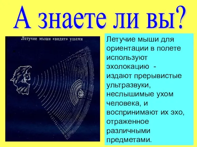 А знаете ли вы? Летучие мыши для ориентации в полете используют эхолокацию