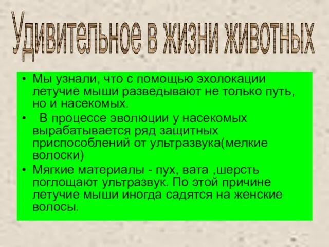 Мы узнали, что с помощью эхолокации летучие мыши разведывают не только путь,