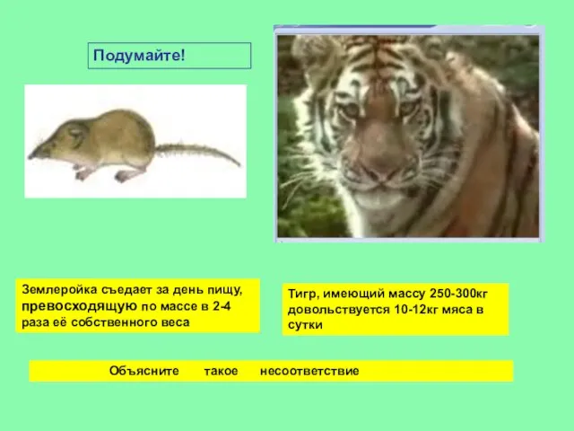 Землеройка съедает за день пищу, превосходящую по массе в 2-4 раза её