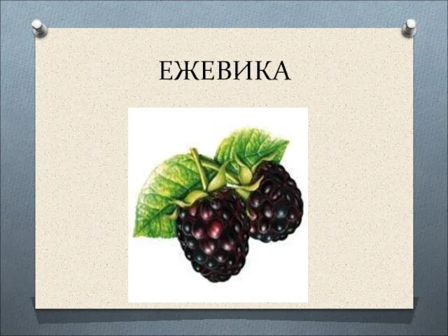 ЕЖЕВИКА