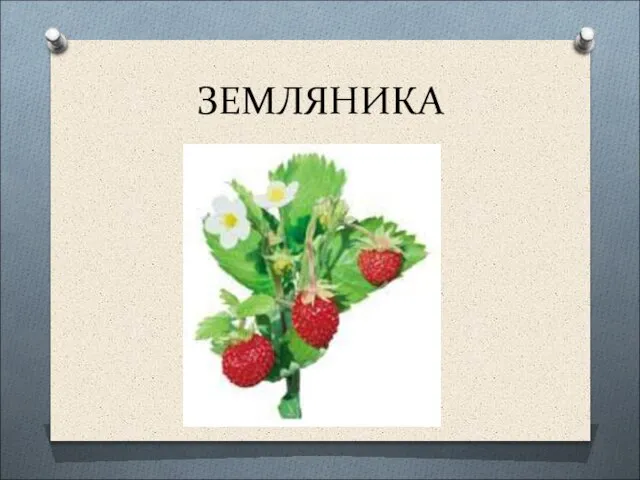 ЗЕМЛЯНИКА