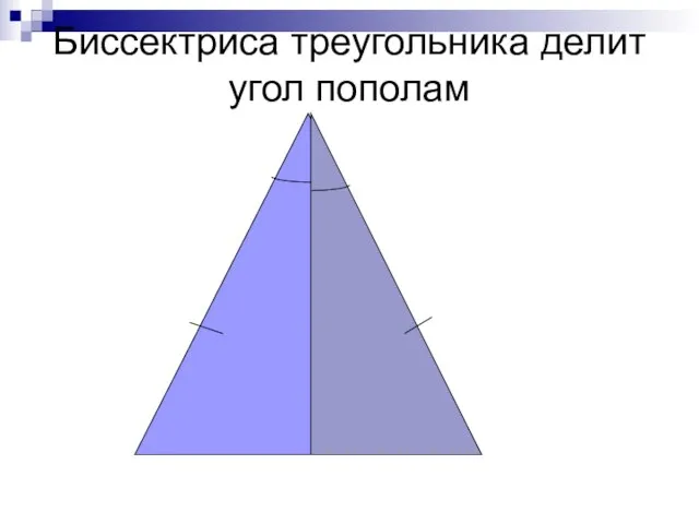 Биссектриса треугольника делит угол пополам