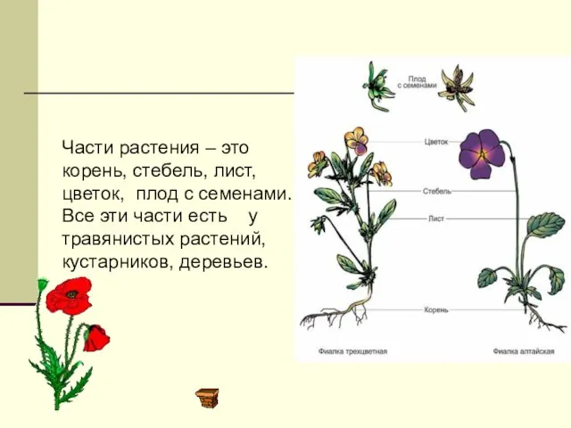 Части растения – это корень, стебель, лист, цветок, плод с семенами. Все