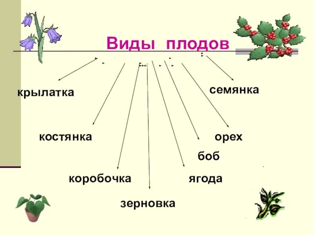 Виды плодов костянка семянка коробочка ягода орех крылатка зерновка боб