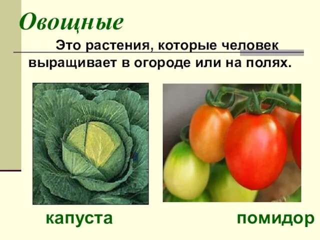 Овощные Это растения, которые человек выращивает в огороде или на полях. капуста помидор