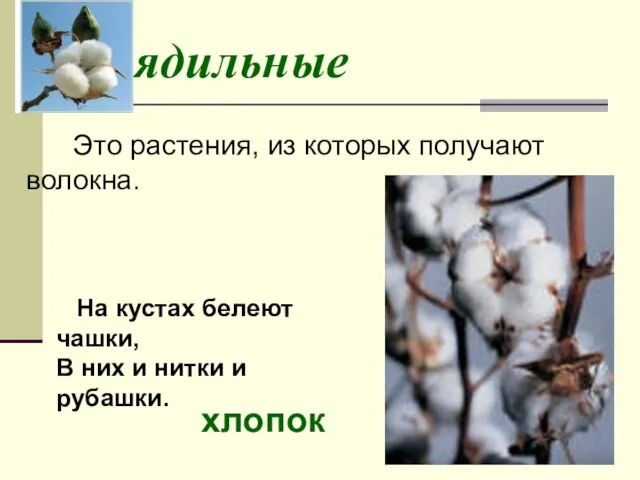 Прядильные Это растения, из которых получают волокна. На кустах белеют чашки, В