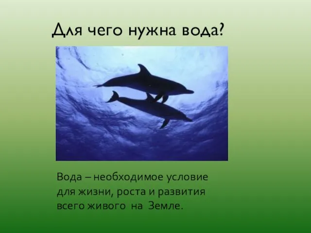 Для чего нужна вода? Вода – необходимое условие для жизни, роста и