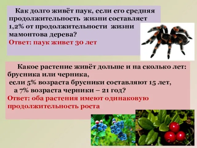 Как долго живёт паук, если его средняя продолжительность жизни составляет 1,2% от