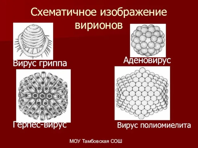 МОУ Тамбовская СОШ Схематичное изображение вирионов Вирус гриппа Герпес-вирус Аденовирус Вирус полиомиелита