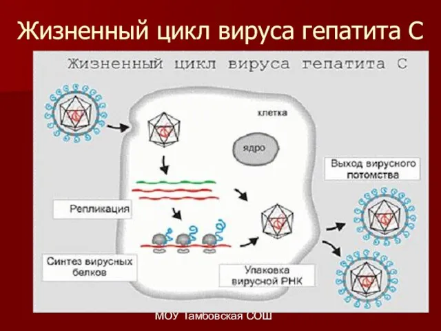 МОУ Тамбовская СОШ Жизненный цикл вируса гепатита С
