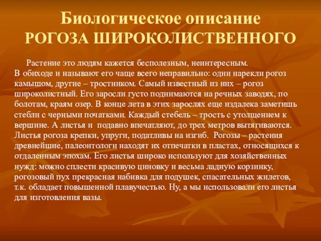 Биологическое описание РОГОЗА ШИРОКОЛИСТВЕННОГО Растение это людям кажется бесполезным, неинтересным. В обиходе