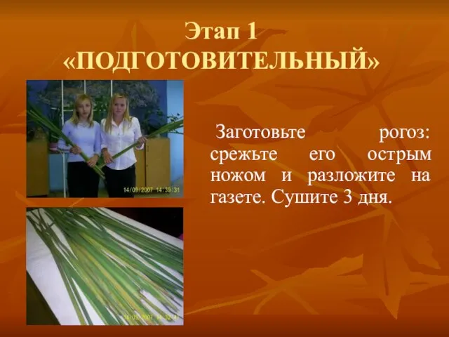 Этап 1 «ПОДГОТОВИТЕЛЬНЫЙ» Заготовьте рогоз: срежьте его острым ножом и разложите на газете. Сушите 3 дня.