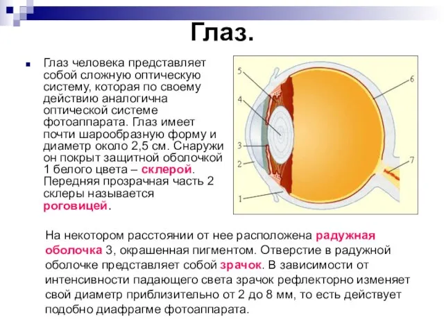 Глаз. Глаз человека представляет собой сложную оптическую систему, которая по своему действию