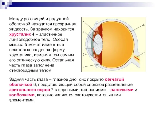 Между роговицей и радужной оболочкой находится прозрачная жидкость. За зрачком находится хрусталик