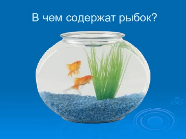 В чем содержат рыбок?