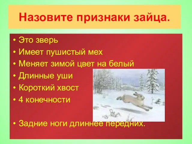 Назовите признаки зайца. Это зверь Имеет пушистый мех Меняет зимой цвет на