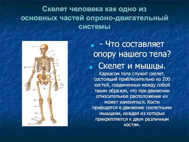 Скелет человека как одно из основных частей опроно-двигательный системы - Что составляет