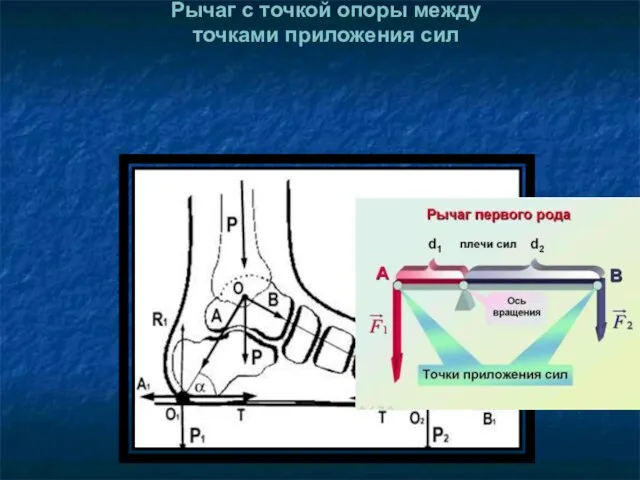 Рычаг с точкой опоры между точками приложения сил