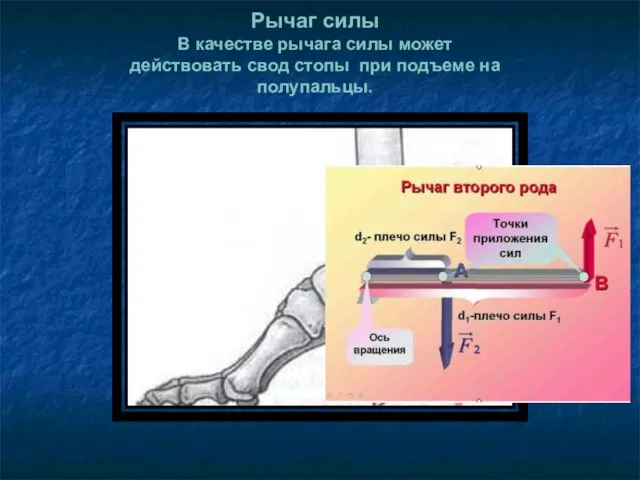 Рычаг силы В качестве рычага силы может действовать свод стопы при подъеме на полупальцы.