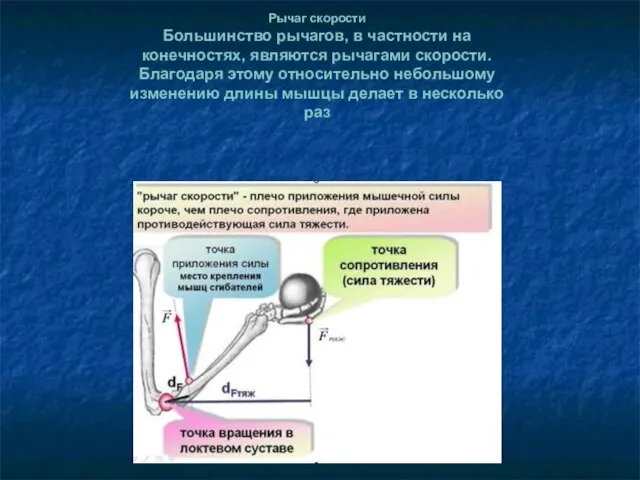 Рычаг скорости Большинство рычагов, в частности на конечностях, являются рычагами скорости. Благодаря