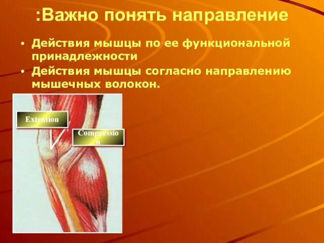 Важно понять направление: Действия мышцы по ее функциональной принадлежности Действия мышцы согласно