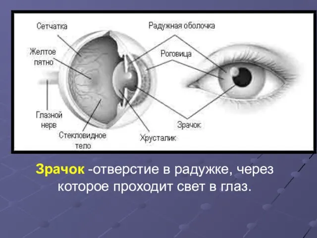 Зрачок -отверстие в радужке, через которое проходит свет в глаз.