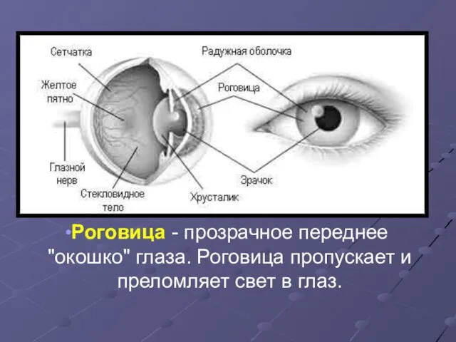 Роговица - прозрачное переднее "окошко" глаза. Роговица пропускает и преломляет свет в глаз.