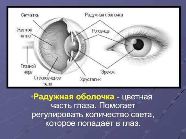 Радужная оболочка - цветная часть глаза. Помогает регулировать количество света, которое попадает в глаз.