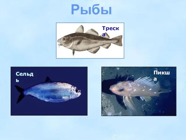 Рыбы Треска Сельдь Пикша