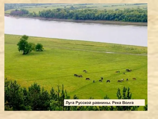 Луга Русской равнины. Река Волга