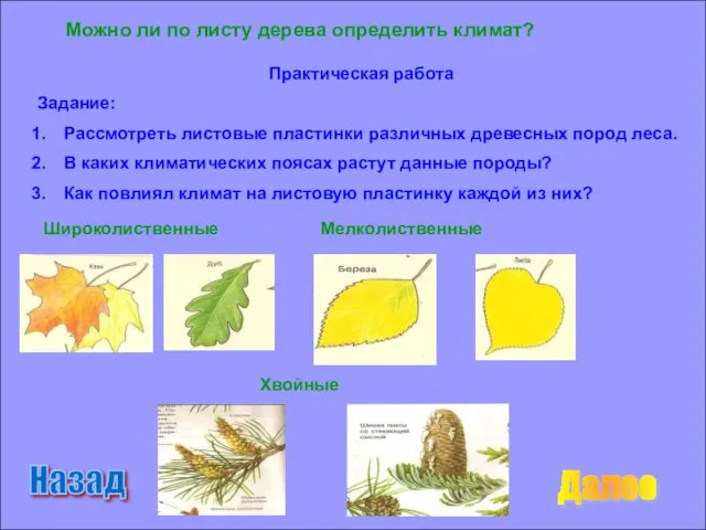 Можно ли по листу дерева определить климат? Практическая работа Задание: Рассмотреть листовые