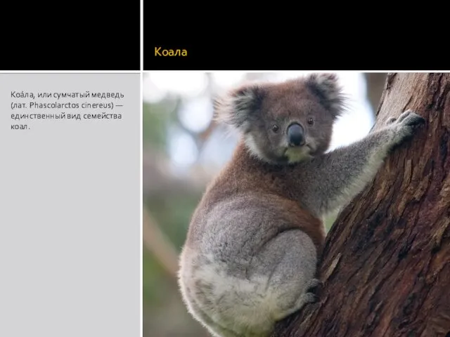 Коала Коа́ла, или сумчатый медведь (лат. Phascolarctos cinereus) — единственный вид семейства коал.