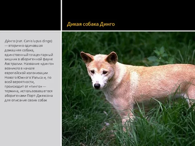 Дикая собака Динго Ди́нго (лат. Canis lupus dingo) — вторично одичавшая домашняя