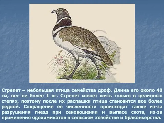 Стрепет – небольшая птица семейства дроф. Длина его около 40 см, вес