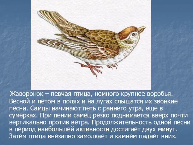 Жаворонок – певчая птица, немного крупнее воробья. Весной и летом в полях
