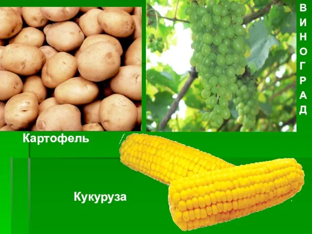 Картофель В И Н О Г Р А Д Кукуруза