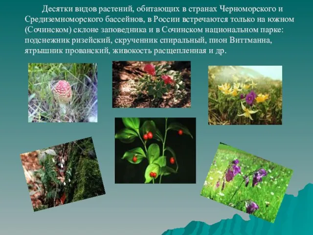 Десятки видов растений, обитающих в странах Черноморского и Средиземноморского бассейнов, в России