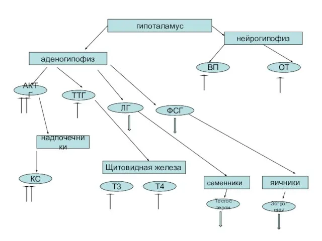 гипоталамус нейрогипофиз аденогипофиз надпочечники Щитовидная железа семенники яичники АКТГ ТТГ ЛГ ФСГ