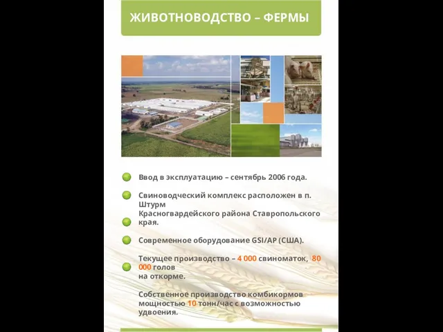 ЖИВОТНОВОДСТВО – ФЕРМЫ Ввод в эксплуатацию – сентябрь 2006 года. Свиноводческий комплекс