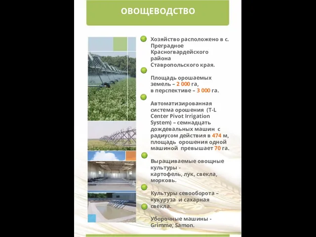 ОВОЩЕВОДСТВО Хозяйство расположено в с. Преградное Красногвардейского района Ставропольского края. Площадь орошаемых