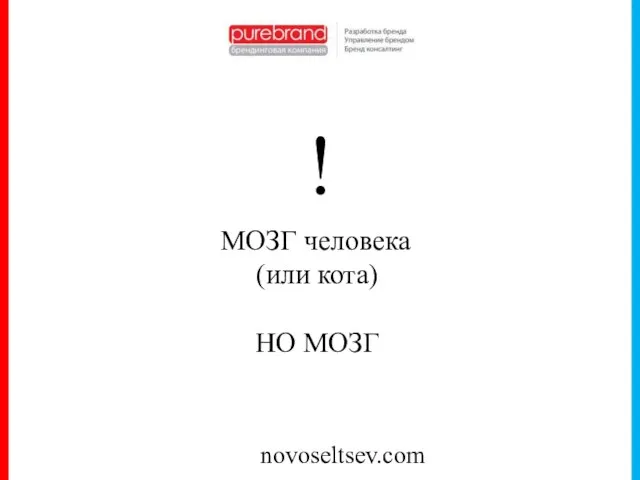 novoseltsev.com ! МОЗГ человека (или кота) НО МОЗГ