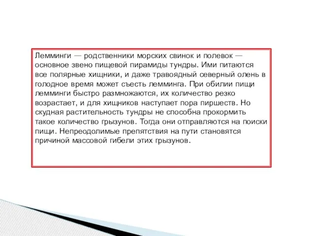 Лемминги — родственники морских свинок и полевок — основное звено пищевой пирамиды